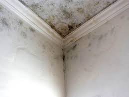 Best Post-Construction Mold Inspection  in Dryden, MI