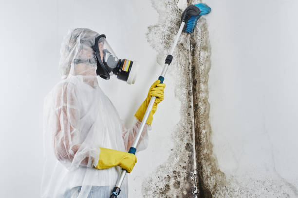 Best Water Damage & Mold Remediation  in Dryden, MI